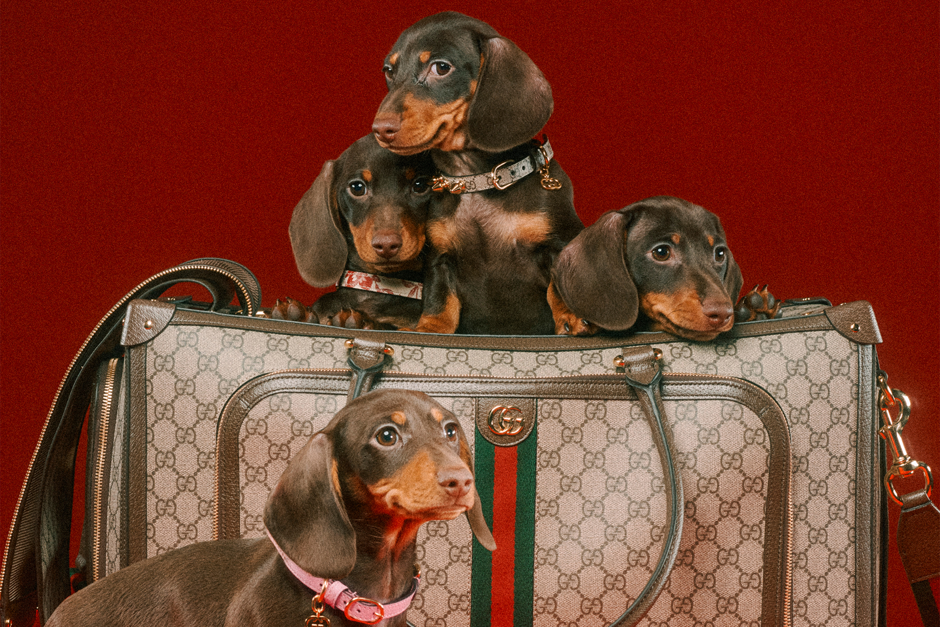 Gucci Poochie Leather Dog Collar Black  Designer Dog Boutique at
